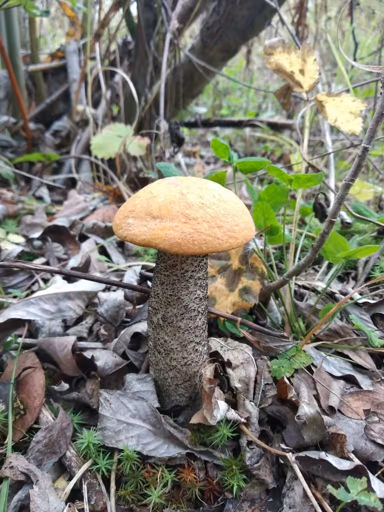Bolet rude des épicéas