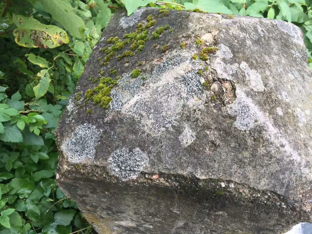 Rock Disk Lichen, photo 2 of 5