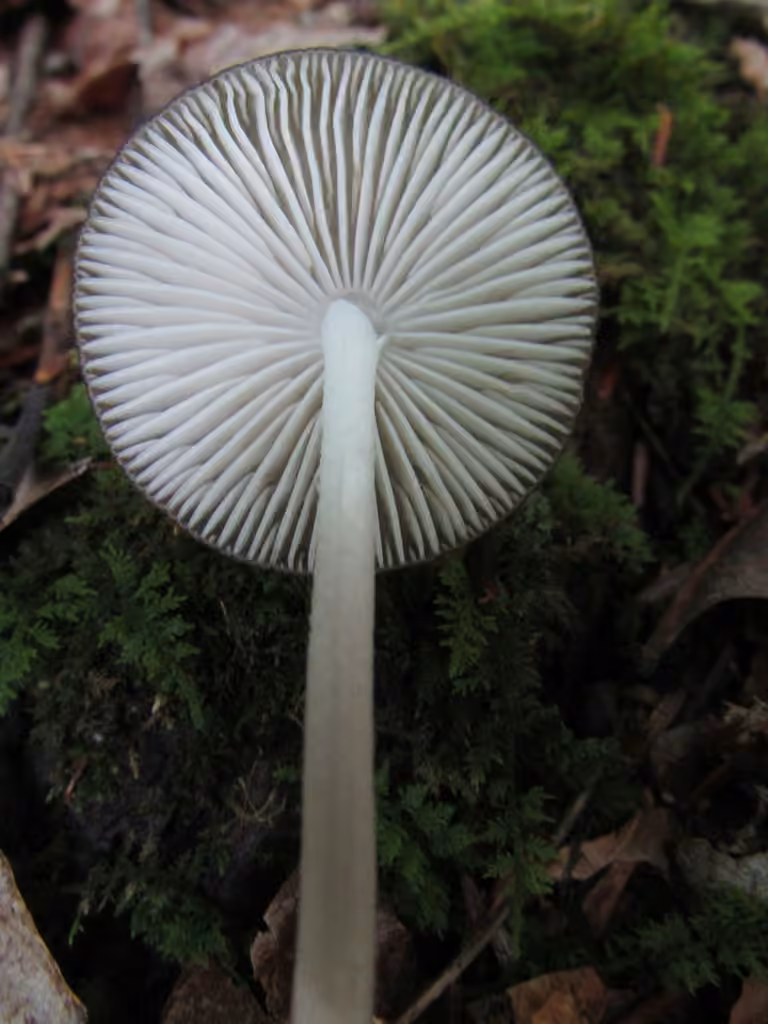 Xérule à grandes spores, photo 3 sur 5