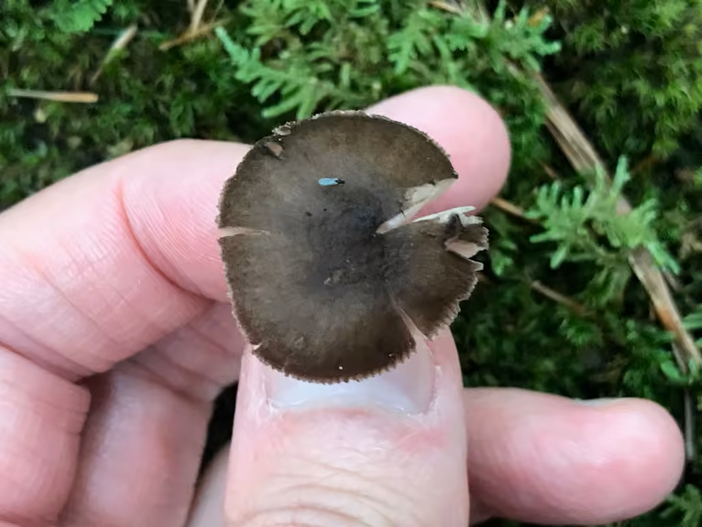 Pluteus oreibatus, photo 2 sur 5