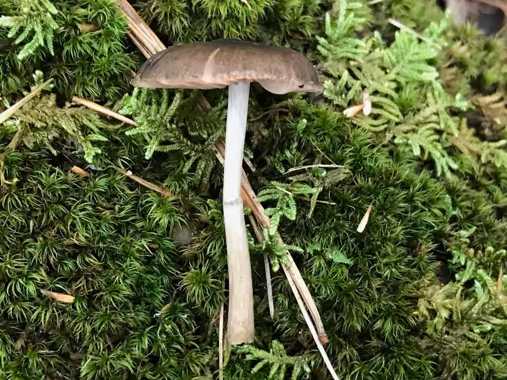 Pluteus oreibatus, photo 1 sur 5