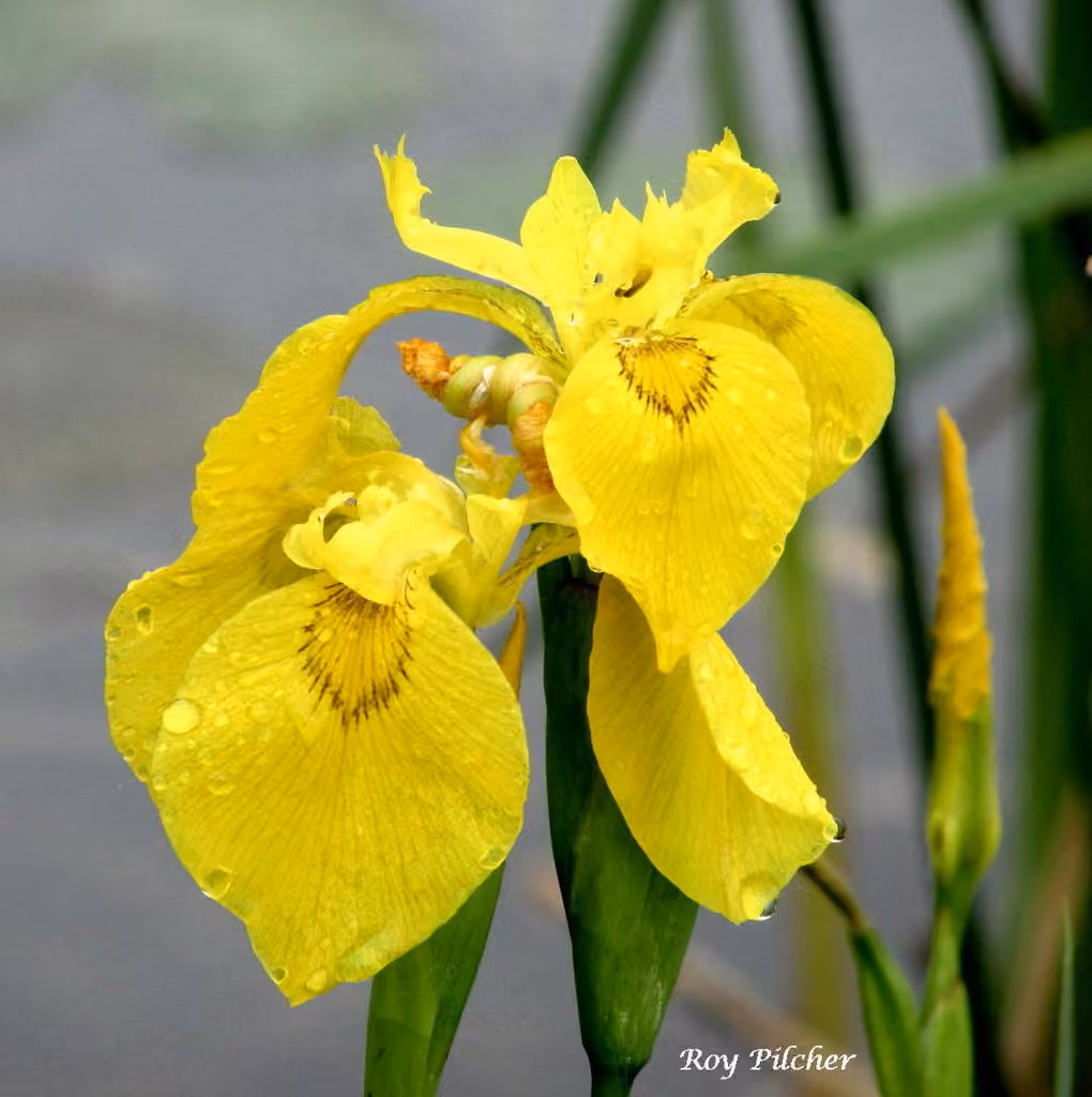 Iris faux-acore
