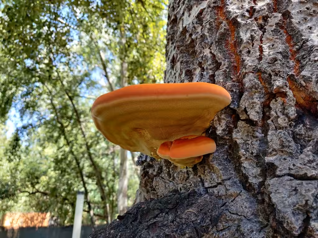 Polypore hispide, photo 1 sur 5