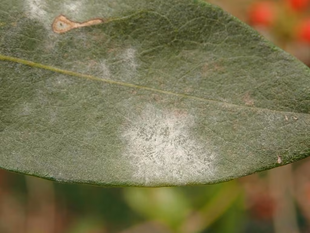 Oïdium des chèvrefeuilles, photo 1 sur 5