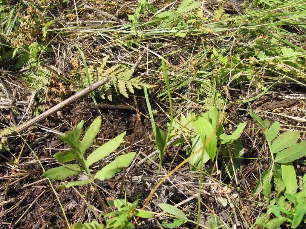 Ophioglosse nain, photo 2 sur 5