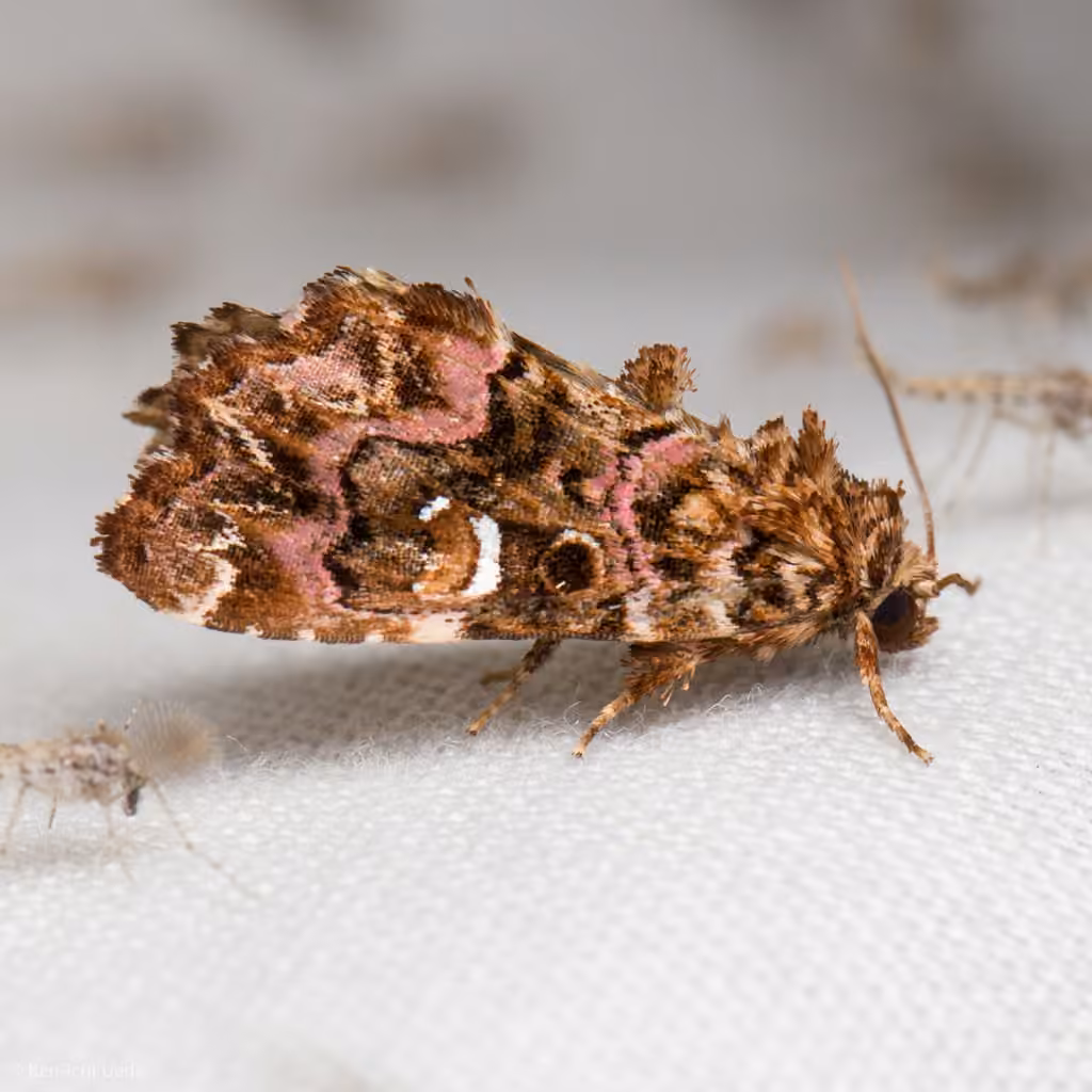 Pink-shaded Fern Moth, Adult