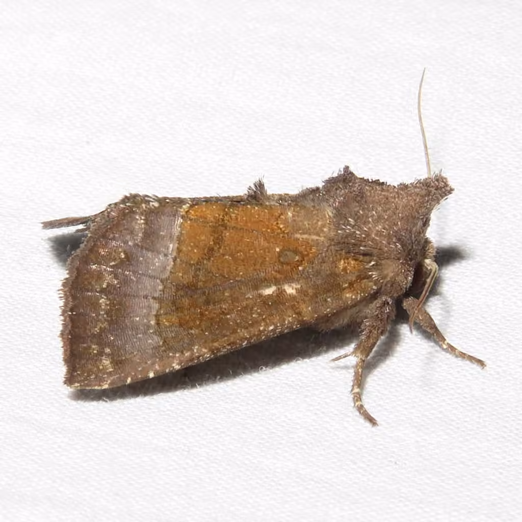 Coneflower Borer Moth, Adult