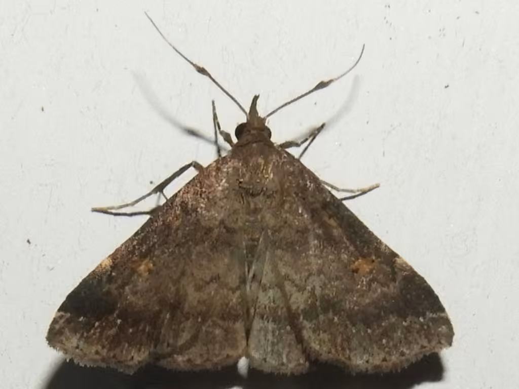 Sober Renia Moth, Adulte
