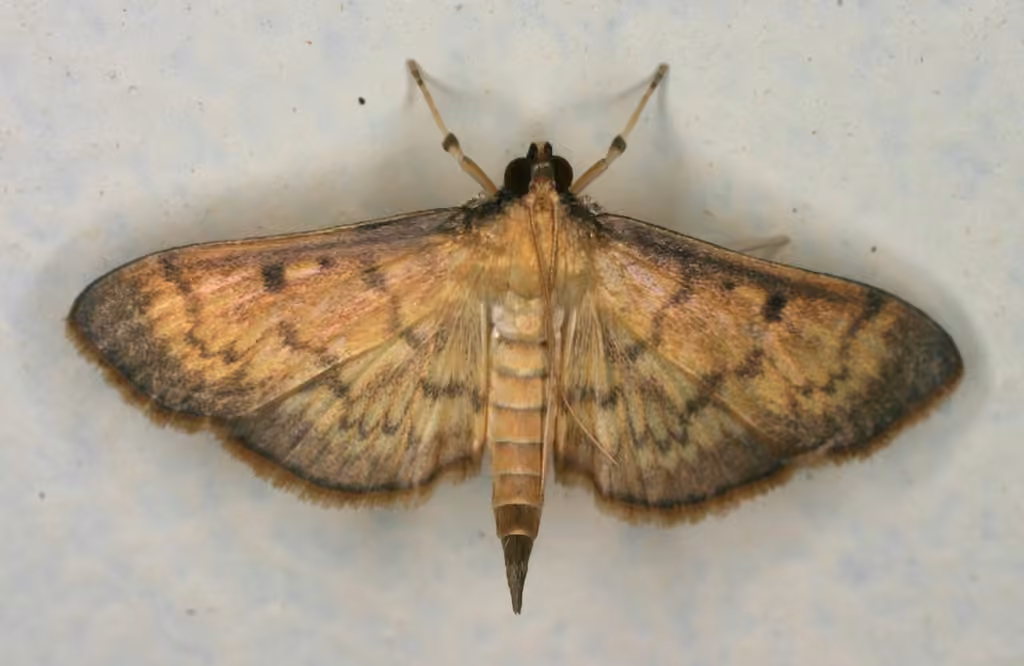 Greater Sweet Potato Webworm Moth, photo 1 sur 5