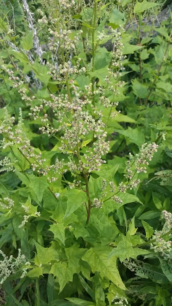 Big-seed goosefoot, In flower