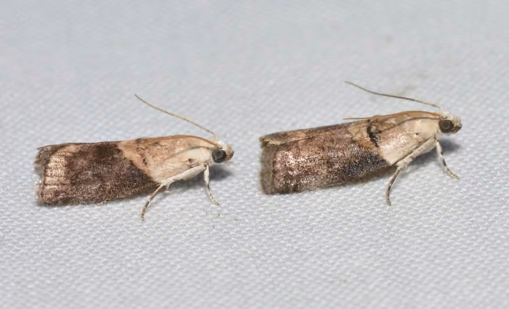 Mantled Acrobasis Moth, Adult