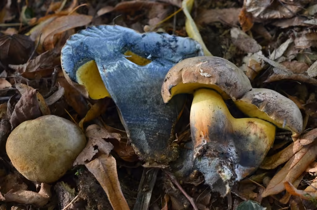 Ink stain bolete, photo 2 of 5