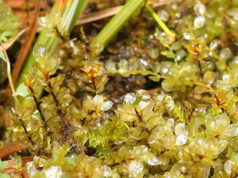 Lurid Cupola-moss, photo 3 of 5
