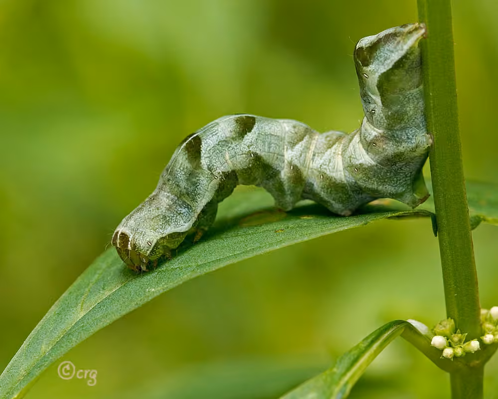 Hitched Arches, Chenille