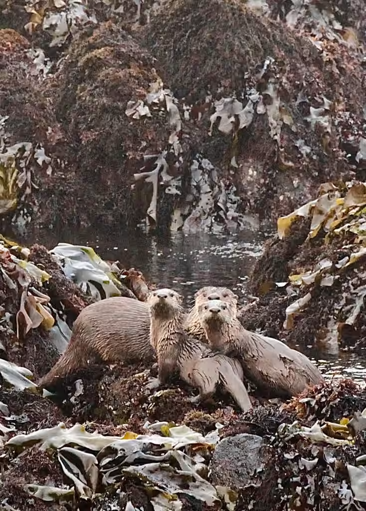 Loutre de rivière, Juvénile