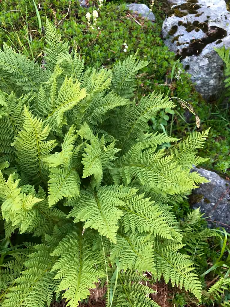 Athyrie alpestre américaine