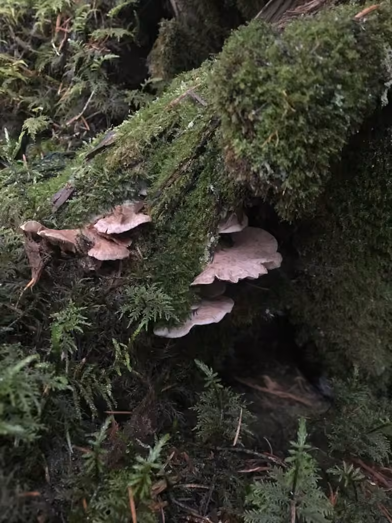 Entolome à pied rudimentaire, photo 2 sur 5