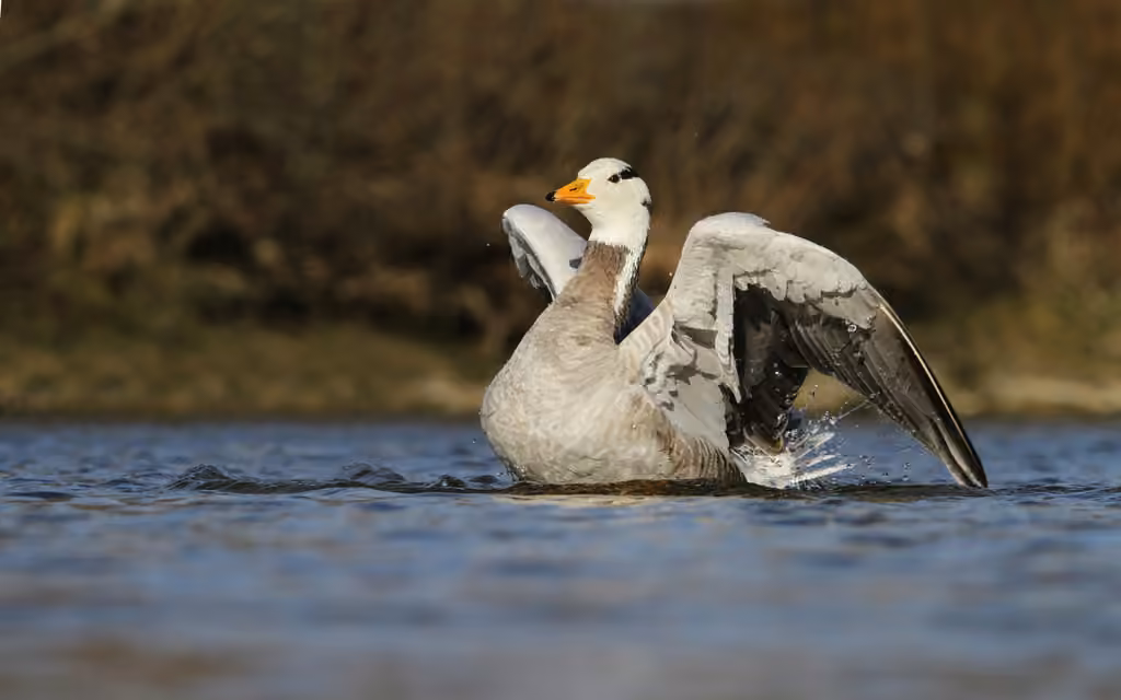 Bar-headed Goose, photo 3 of 5