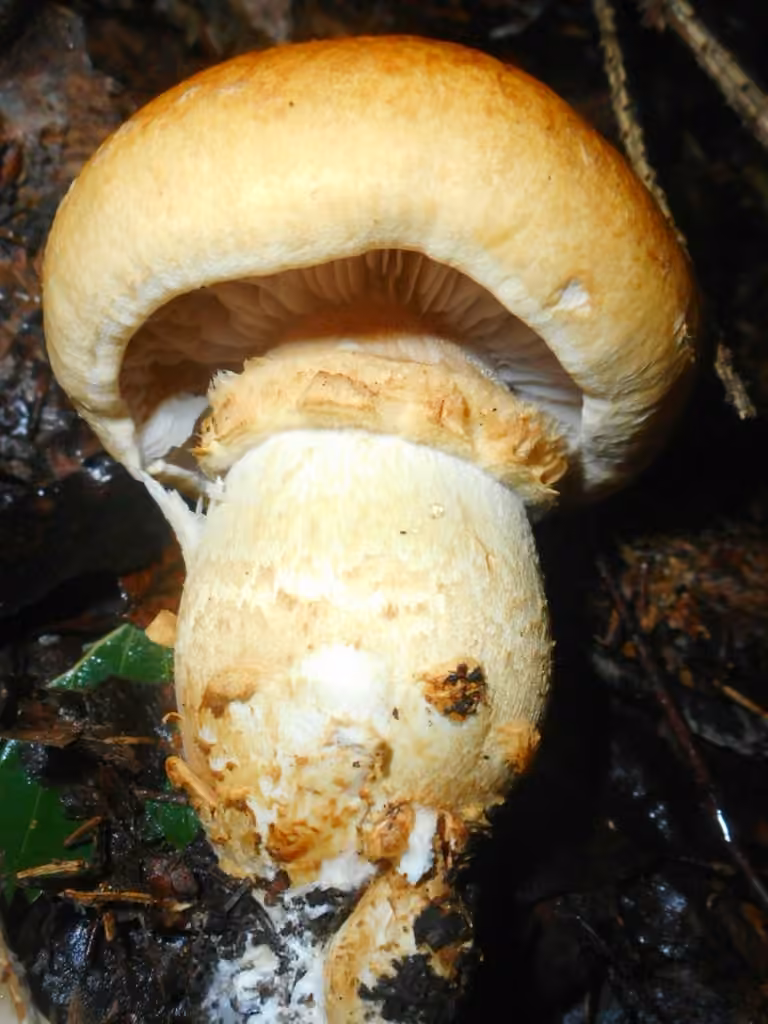 Cortinaire triomphant, photo 2 sur 5