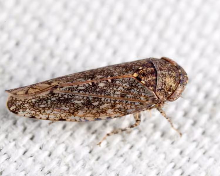 Bespeckled Leafhopper, photo 3 of 5
