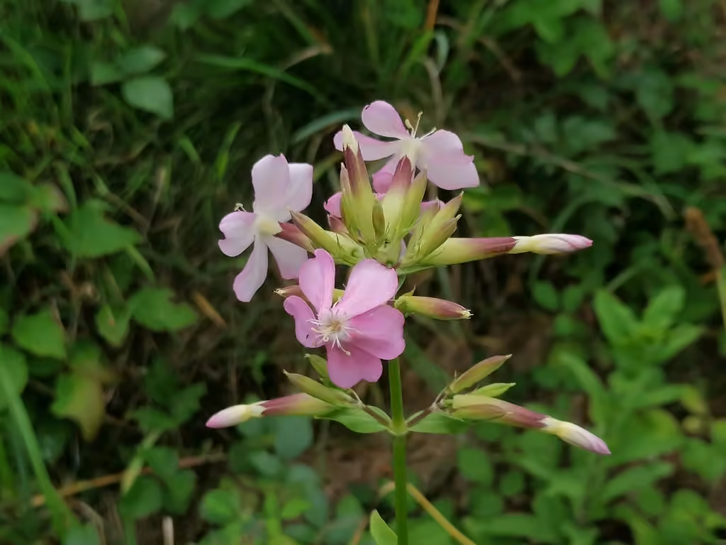 Saponaire officinale, En fleurs