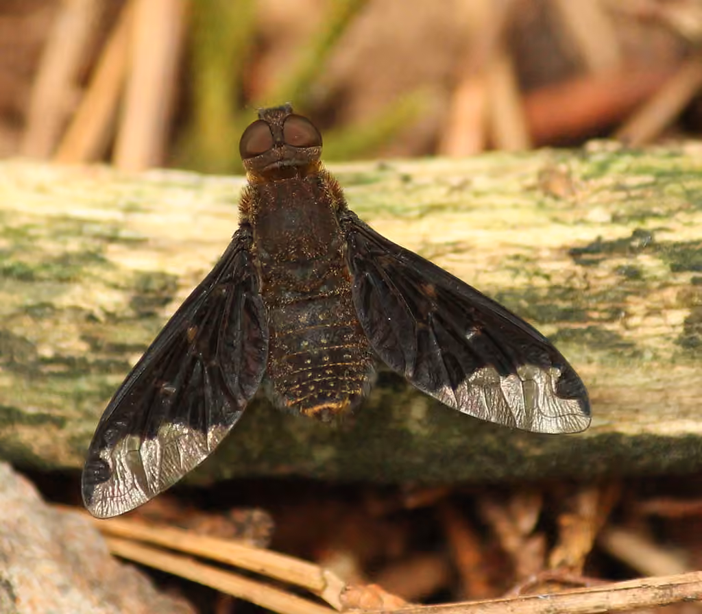 Bombyle sinueux
