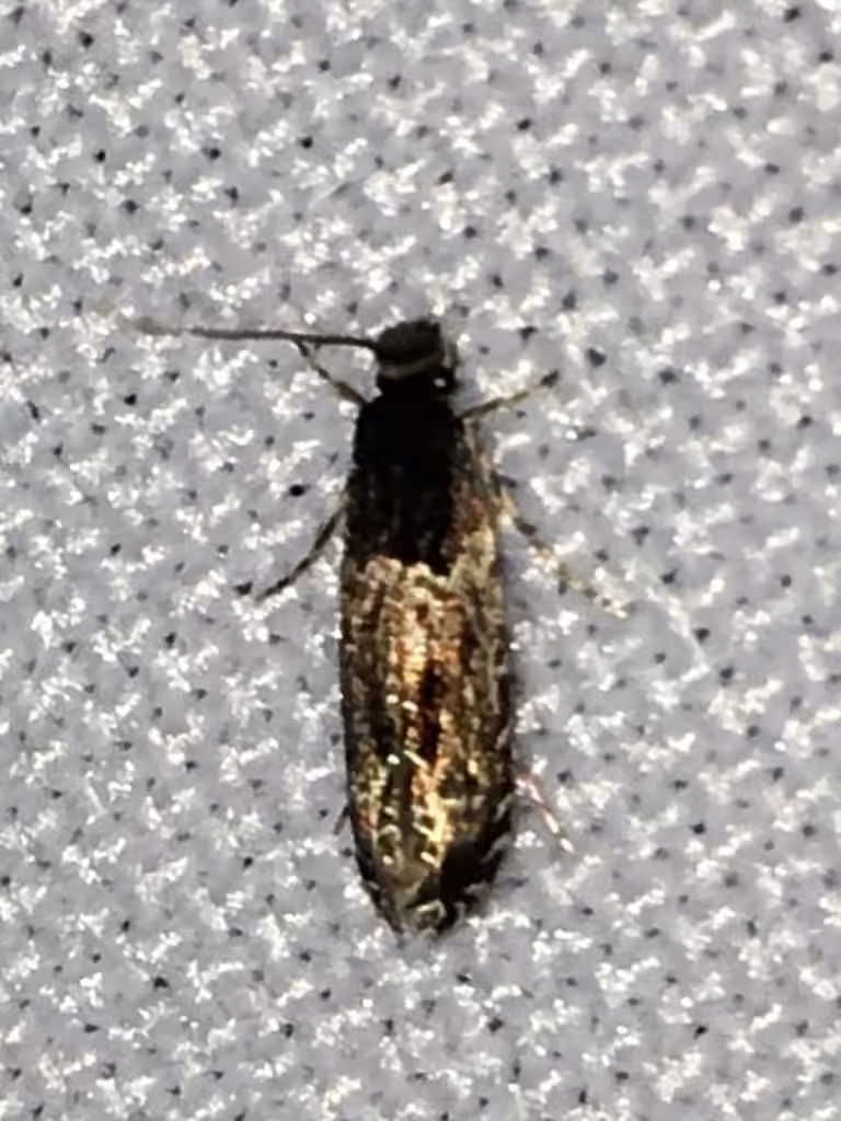 Homosetia argentinotella, Adulte