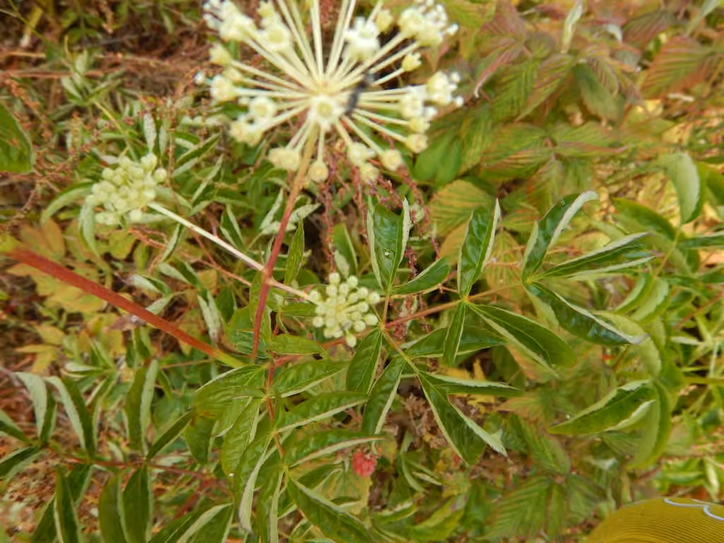 Aralie hispide