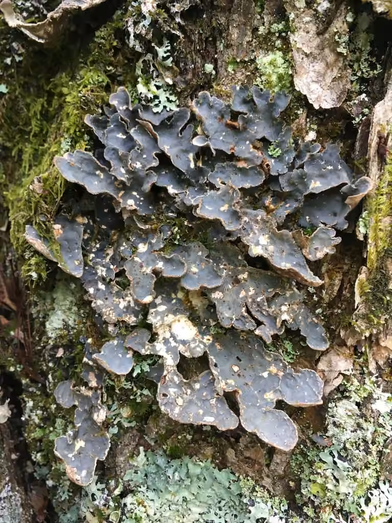 Lobaire piquée, photo 3 sur 5