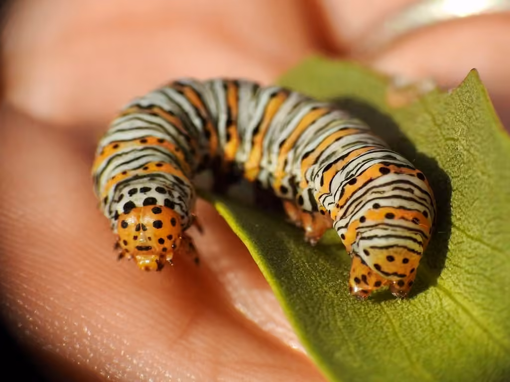Pearly Wood-nymph, Caterpillar
