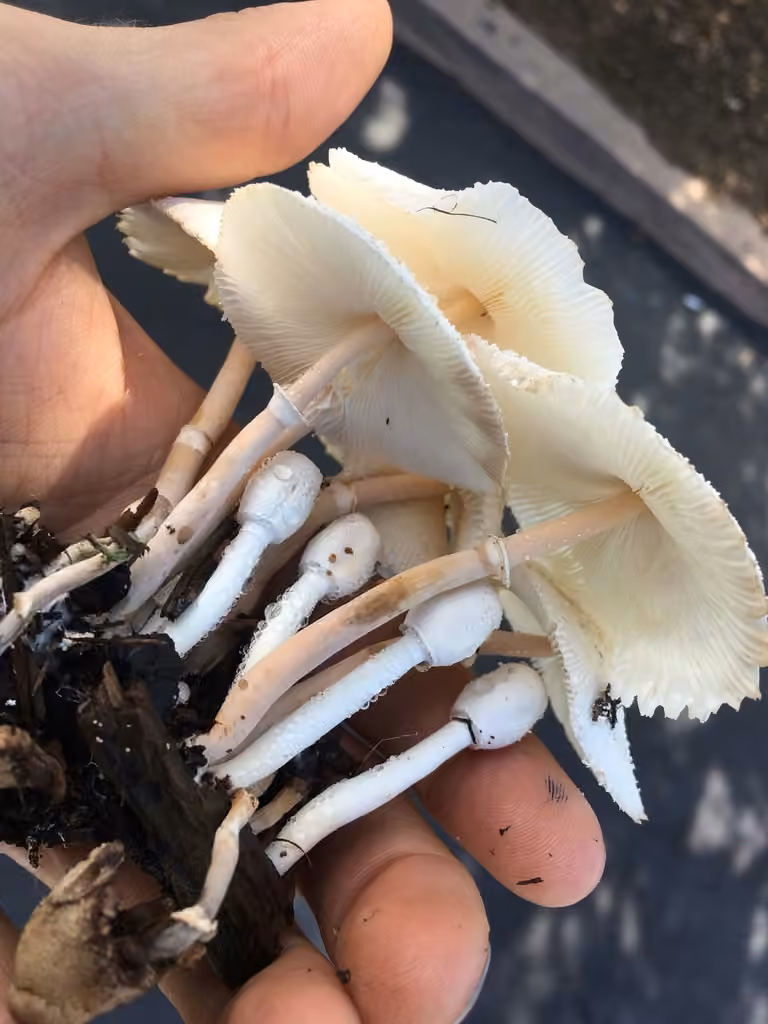 Onion-stalk parasol mushroom, photo 2 of 5