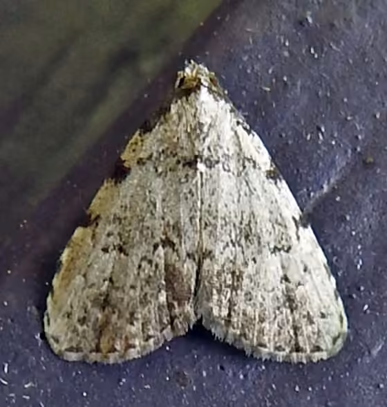 Spot-edged Dyspyralis Moth, photo 1 of 5