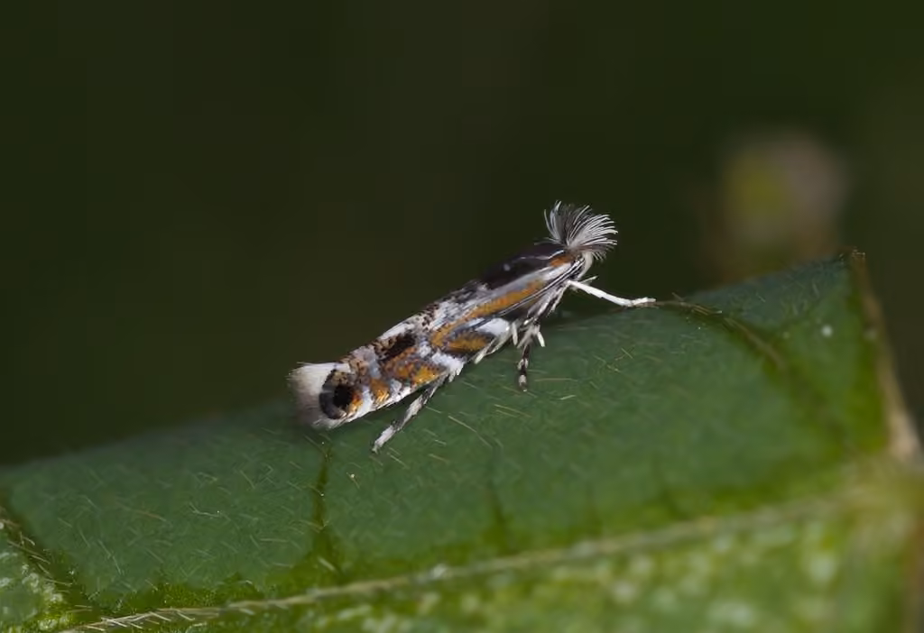 Hog Peanut Moth, Mine