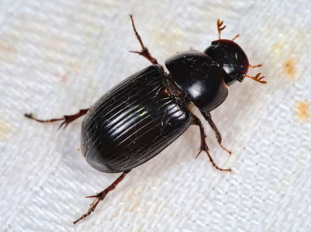 Aphodius roux, photo 1 sur 5