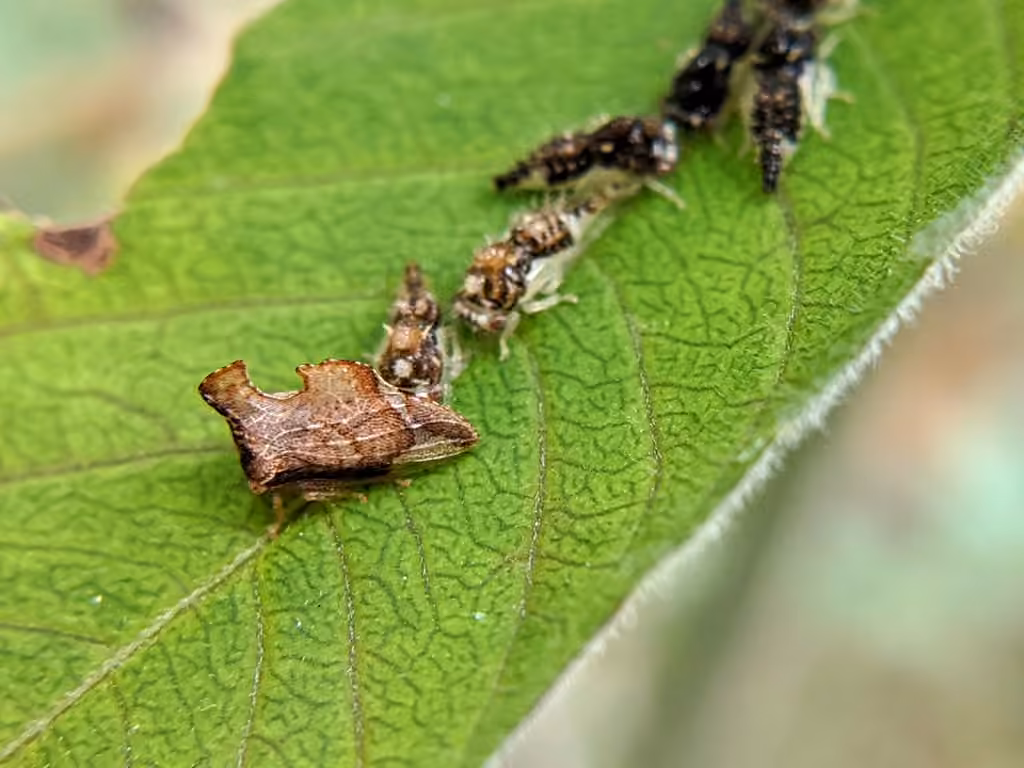 Keeled Treehopper, Nymph