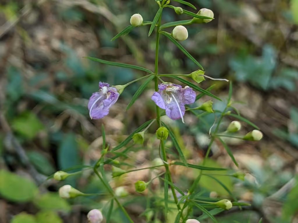 Gérardie à feuilles ténues, En fleurs