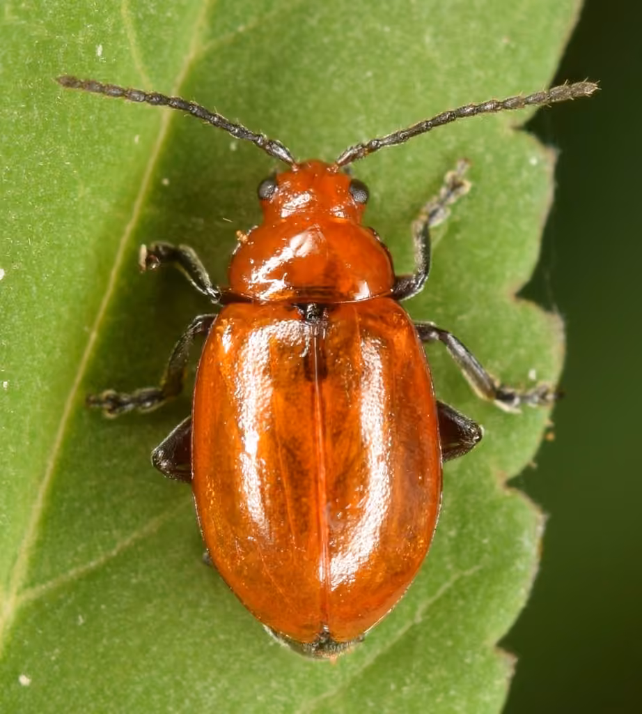 Red flea beetle, photo 2 of 5
