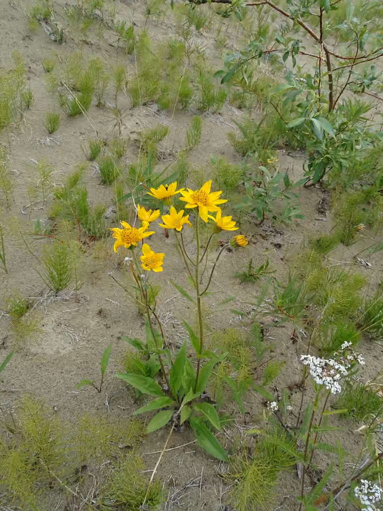 Longleaf arnica, photo 3 of 5