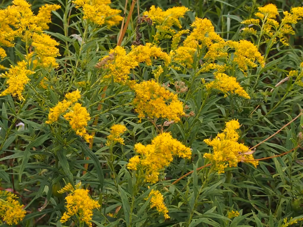 Verge d'or haute, En fleurs