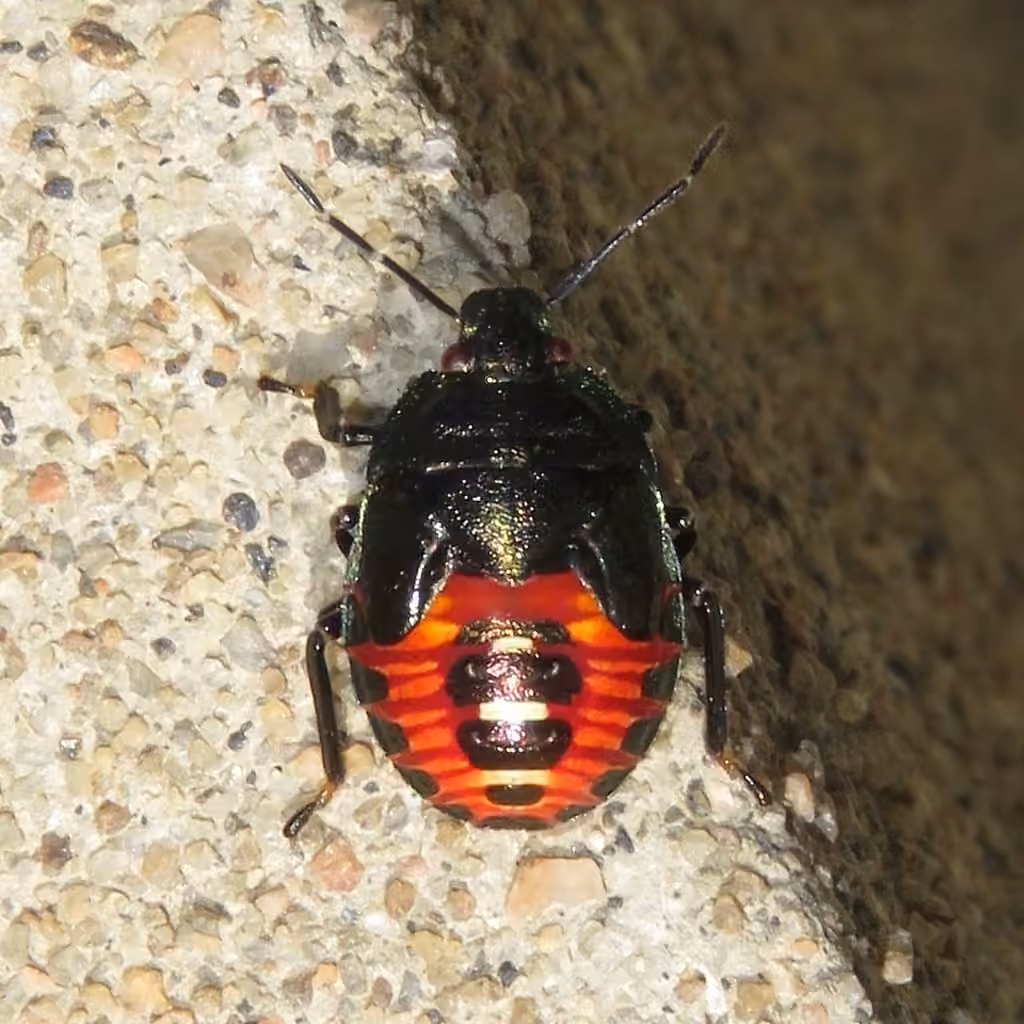 Two-spotted Stink Bug, Nymph