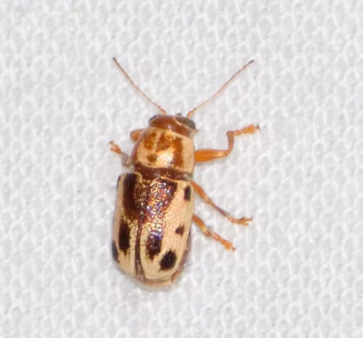 Say's Two-striped Pachy, photo 3 of 5