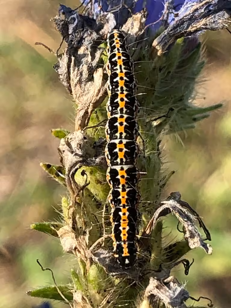 Viper's Bugloss Moth, Chenille