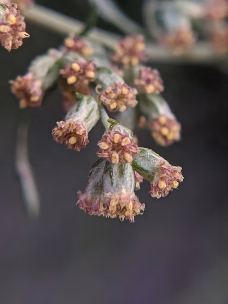 Armoise vulgaire, En fleurs
