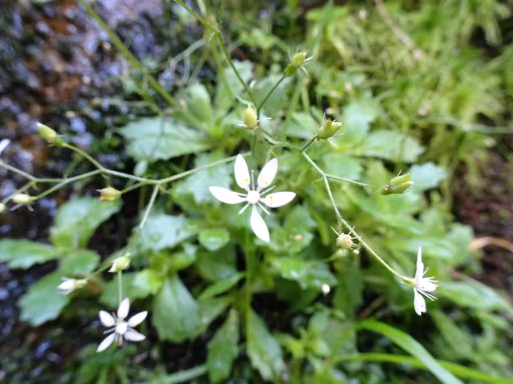 Saxifrage étoilée, photo 2 sur 4