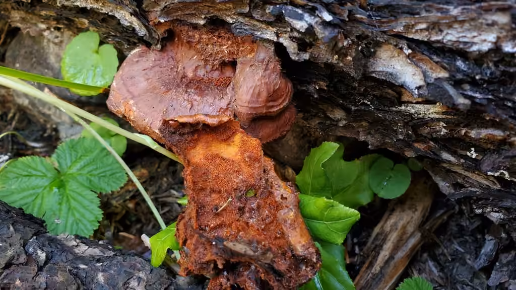 Polypore flamboyant, photo 2 of 5