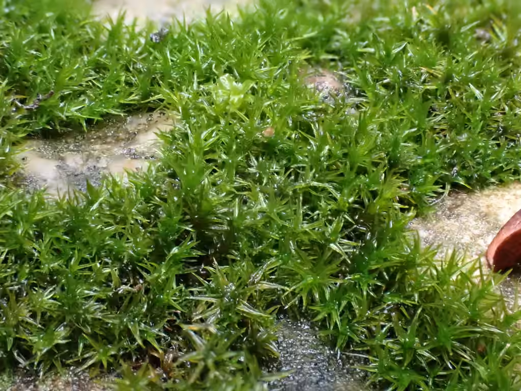 Rigid didymodon moss, photo 3 of 5