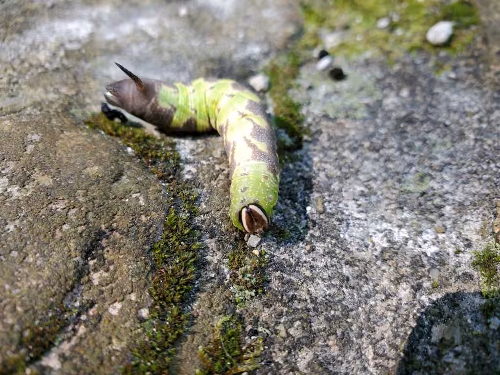 Sphinx du Canada, Chenille