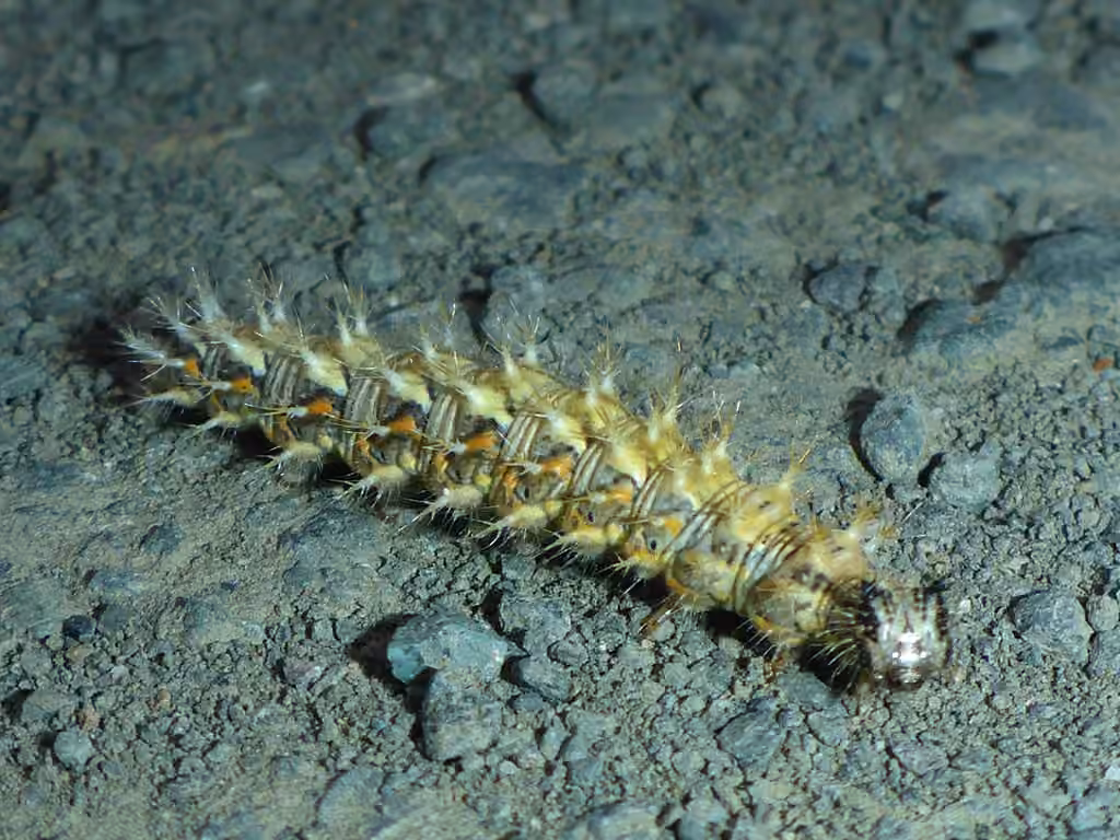 Polygone satyre, Chenille