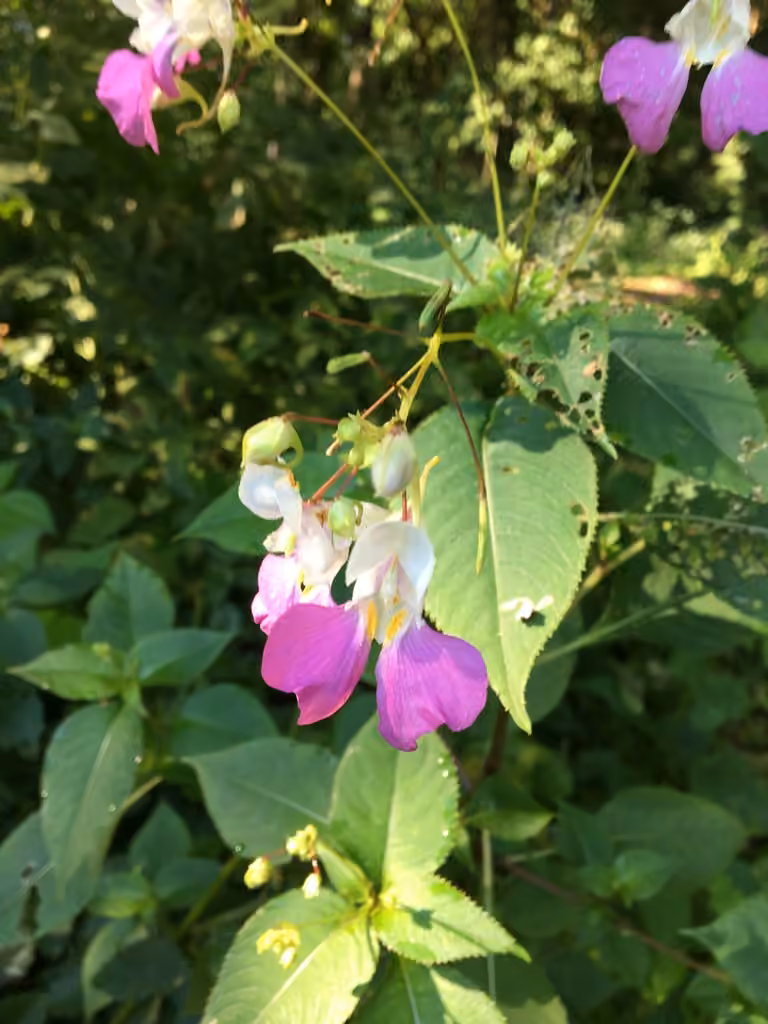 Impatiente de Balfour, En fleurs