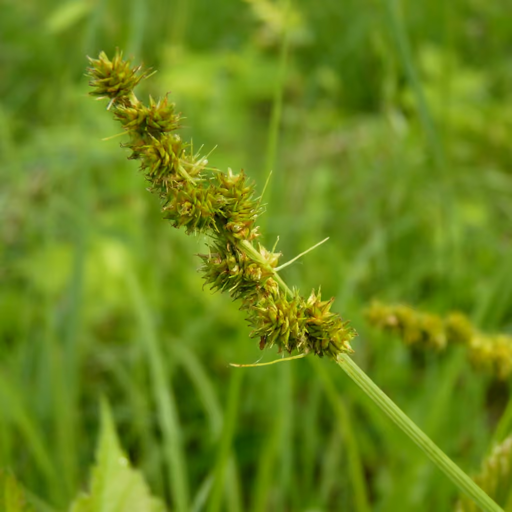 Carex à gaine tronquée, photo 1 sur 5